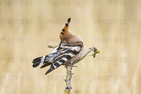 Hoopoe (Upupa epops) Plumage care Hungary