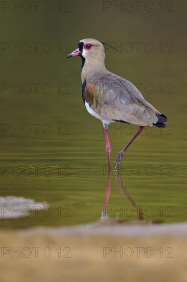 Bird standing in calm water with clear reflection, natural and harmonious scene, Southern Lapwing (vanellus chilensis), Rio Negro, Pantanal, UNESCO Biosphere Reserve, Mato Grosso, Brazil