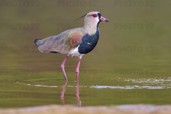 Bird standing upright in water with reflection, strong colours and natural surroundings, Southern Lapwing (vanellus chilensis), Rio Negro, Pantanal, UNESCO Biosphere Reserve, Mato Grosso, Brazil