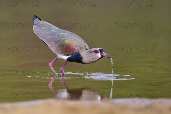 Bird bends over and lets water drip, calm environment with harmonious colours, Southern Lapwing (vanellus chilensis), Rio Negro, Pantanal, UNESCO Biosphere Reserve, Mato Grosso, Brazil