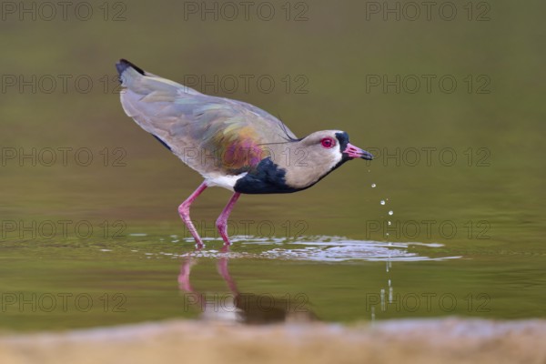 Bird on water bank with drops, vivid colours and calm atmosphere, Southern Lapwing (vanellus chilensis), Rio Negro, Pantanal, UNESCO Biosphere Reserve, Mato Grosso, Brazil