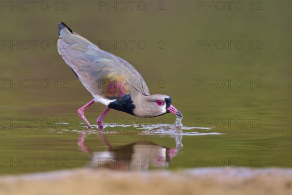 Bird dipping its beak into the water, raising waves as it drinks, Southern Lapwing (vanellus chilensis), Rio Negro, Pantanal, UNESCO Biosphere Reserve, Mato Grosso, Brazil