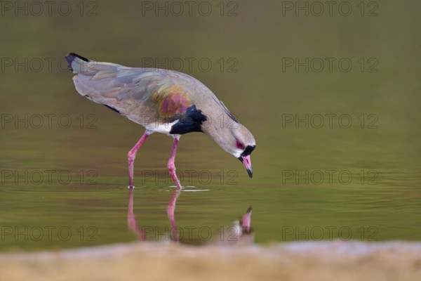 Bird leaning forward over the river for a drink of water, Southern Lapwing (vanellus chilensis), Rio Negro, Pantanal, UNESCO Biosphere Reserve, Mato Grosso, Brazil