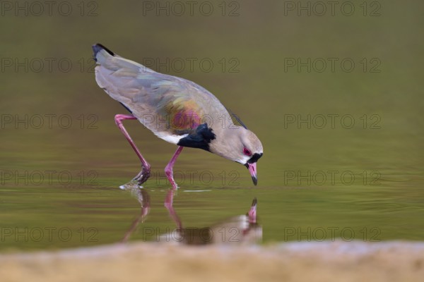 Bird bends down to drink, its reflection appears in the water, Southern Lapwing (vanellus chilensis), Rio Negro, Pantanal, UNESCO Biosphere Reserve, Mato Grosso, Brazil