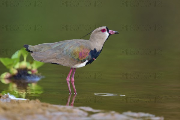 Bird standing at the edge of the water, looking alert, Southern Lapwing (vanellus chilensis), Rio Negro, Pantanal, UNESCO Biosphere Reserve, Mato Grosso, Brazil