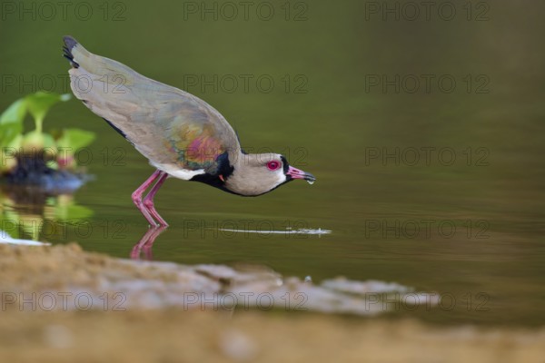 Bird bends down to drink at the water's edge, reflection visible in the river, Southern Lapwing (vanellus chilensis), Rio Negro, Pantanal, UNESCO Biosphere Reserve, Mato Grosso, Brazil