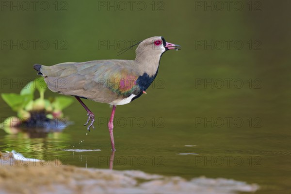 Bird in the water, lifting one leg while looking for food, Southern Lapwing (vanellus chilensis), Rio Negro, Pantanal, UNESCO Biosphere Reserve, Mato Grosso, Brazil