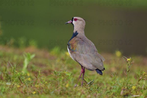 Bird standing on a green meadow, the sky is visible in the background, Southern Lapwing (vanellus chilensis), Rio Negro, Pantanal, UNESCO Biosphere Reserve, Mato Grosso, Brazil