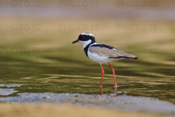 A bird with red legs stands in the shallow water and is reflected in the calm surroundings, Cayenne lapwing (Vanellus cayanus), Rio Negro, Pantanal, UNESCO Biosphere Reserve, Mato Grosso, Brazil