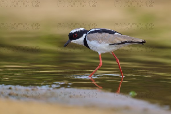 Bird with red legs striding through shallow water on sandy ground, Cayenne lapwing (Vanellus cayanus), Rio Negro, Pantanal, UNESCO Biosphere Reserve, Mato Grosso, Brazil