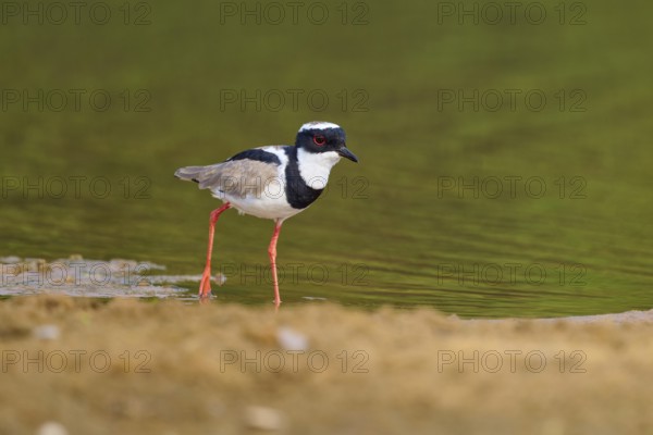 Bird next to a bank in a quiet and natural environment, Cayenne Lapwing (Vanellus cayanus), Rio Negro, Pantanal, UNESCO Biosphere Reserve, Mato Grosso, Brazil