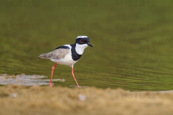 Bird with red legs walking along the calm shore of a body of water, Cayenne lapwing (Vanellus cayanus), Rio Negro, Pantanal, UNESCO Biosphere Reserve, Mato Grosso, Brazil