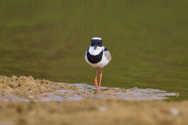 Bird standing at the edge of a body of water on sandy ground, Cayenne lapwing (Vanellus cayanus), Rio Negro, Pantanal, UNESCO Biosphere Reserve, Mato Grosso, Brazil