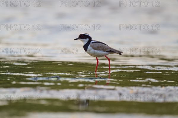 Bird with long red legs reflected in the calm water, Cayenne lapwing (Vanellus cayanus), Rio Negro, Pantanal, UNESCO Biosphere Reserve, Mato Grosso, Brazil