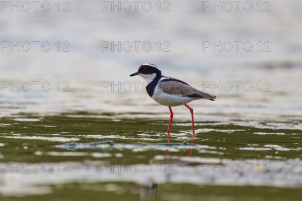 Bird with red legs and dark eyes standing on the water surface, Cayenne lapwing (Vanellus cayanus), Rio Negro, Pantanal, UNESCO Biosphere Reserve, Mato Grosso, Brazil