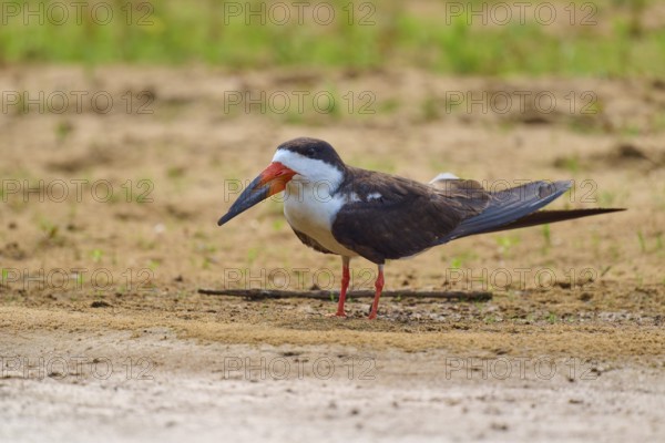 A bird standing on sandy soil in a natural environment, Black-mantled Skimmer (Rynchops niger), Rio Negro, Pantanal, UNESCO Biosphere Reserve, Mato Grosso, Brazil
