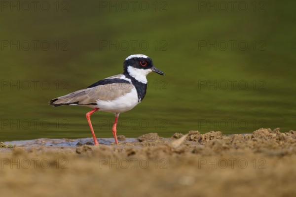 Bird with red legs standing along the shoreline in a green environment, Cayenne Lapwing (Vanellus cayanus), Rio Negro, Pantanal, UNESCO Biosphere Reserve, Mato Grosso, Brazil