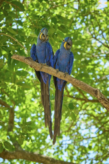 Two blue macaws standing upright and symmetrically on a branch in the green foliage, Hyacinth Macaw (Anodorhynchus hyacinthinus), Pantanal, UNESCO Biosphere Reserve, World Heritage Site, Mato Grosso, Brazil