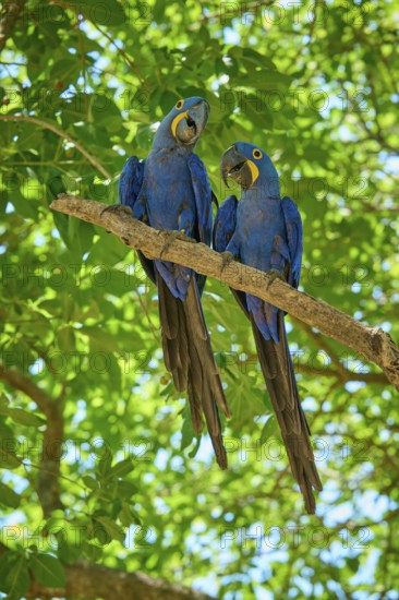 Two blue macaws sitting together on a branch in the dense green foliage, Hyacinth Macaw (Anodorhynchus hyacinthinus), Pantanal, UNESCO Biosphere Reserve, World Heritage Site, Mato Grosso, Brazil