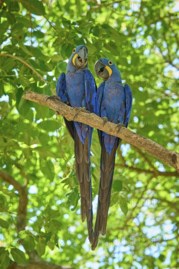 Two blue macaws sitting next to each other on a branch in the dense foliage, Hyacinth Macaw (Anodorhynchus hyacinthinus), Pantanal, UNESCO Biosphere Reserve, World Heritage Site, Mato Grosso, Brazil