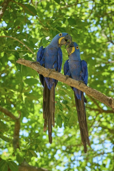 Two blue macaws interacting tenderly on a branch against a green background, Hyacinth Macaw (Anodorhynchus hyacinthinus), Pantanal, UNESCO Biosphere Reserve, World Heritage Site, Mato Grosso, Brazil