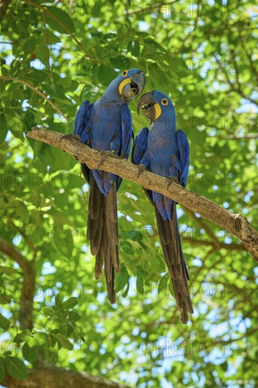 Two blue macaws communicating on a branch with vibrant green foliage, Hyacinth Macaw (Anodorhynchus hyacinthinus), Pantanal, UNESCO Biosphere Reserve, World Heritage Site, Mato Grosso, Brazil