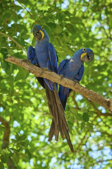 Two blue macaws sitting on a branch with dense green foliage in the background, Hyacinth Macaw (Anodorhynchus hyacinthinus), Pantanal, UNESCO Biosphere Reserve, World Heritage Site, Mato Grosso, Brazil