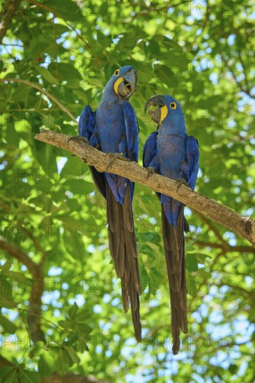 Two blue macaws sitting close together on a branch in the green foliage, Hyacinth Macaw (Anodorhynchus hyacinthinus), Pantanal, UNESCO Biosphere Reserve, World Heritage Site, Mato Grosso, Brazil