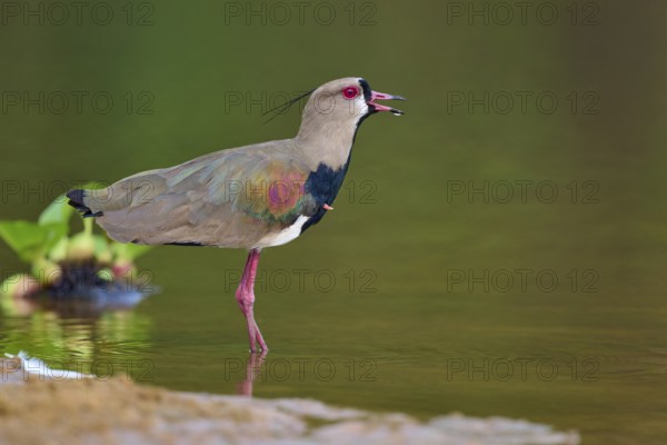 Bird with open beak on the bank of a river, apparently calling, Southern Lapwing (vanellus chilensis), Rio Negro, Pantanal, UNESCO Biosphere Reserve, Mato Grosso, Brazil