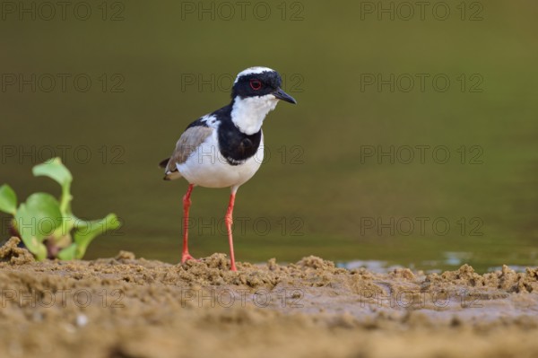 Bird standing on damp ground, surrounded by water plants, Cayenne lapwing (Vanellus cayanus), Rio Negro, Pantanal, UNESCO Biosphere Reserve, Mato Grosso, Brazil