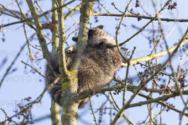 A cute raccoon sleeps relaxed on a tree between the branches and enjoys the warm winter sun. This tranquil scene provides a sense of peace and closeness to nature