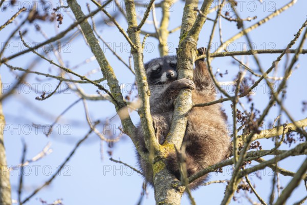 A cute raccoon looks down and sits on a tree between the branches and enjoys the warm winter sun. This tranquil scene provides a sense of peace and closeness to nature