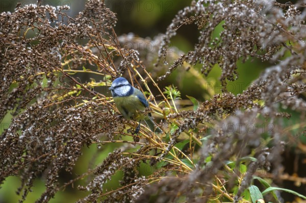 Blue tit (Cyanistes caeruleus) on a faded goldenrod (Solidago) Bavaria, Germany