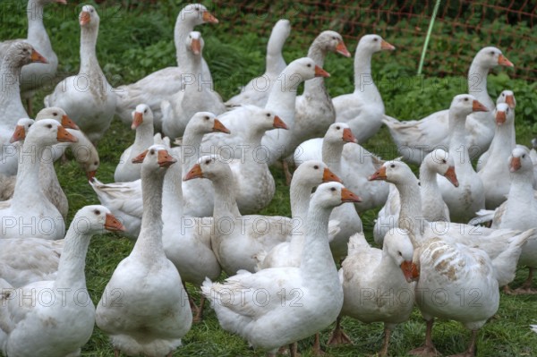 Fattening geese (Anser anser domesticus) in a meadow, Bullach, Middle Franconia, Bavaria, Germany