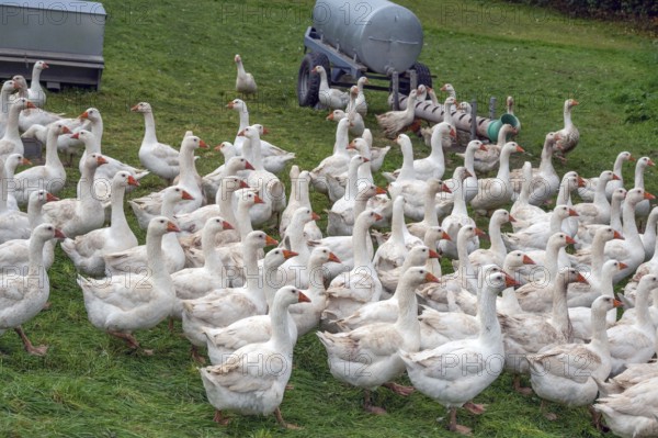 Free-range fattening geese (Anser anser domesticus) in a meadow, Bullach, Middle Franconia, Bavaria, Germany