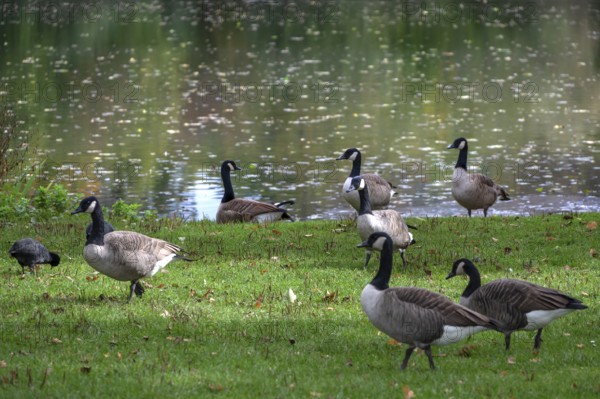 Canada geese (Branta canadensis) on a meadow by a lake, Hersbruck, Middle Franconia, Bavaria, Germany
