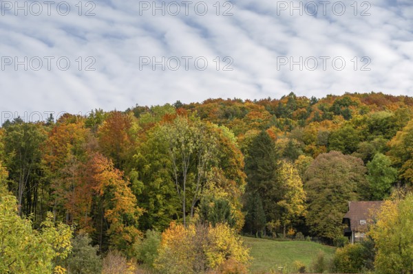 Herbstlicher Mischwald, Happurg, Middle Franconia, Bavaria, Germany