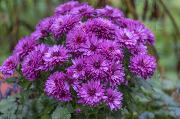 Bouquet of autumn asters (Symphyotrichum), Bavaria, Germany