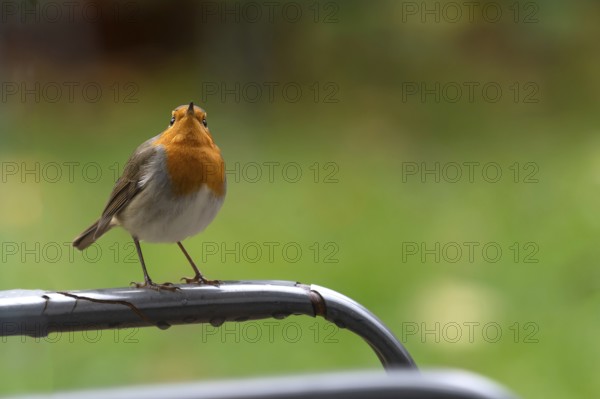 European robin (Erithacus rubecula) sitting on a garden chair, Bavaria, Germany