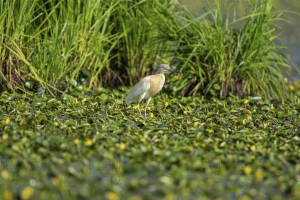 Squacco Heron (Ardeola ralloides) in the fog Hungary