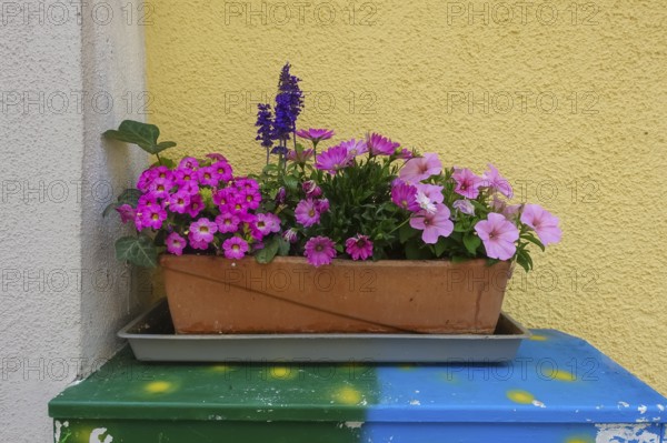 Flowers on power box, pink, pink and purple flowers, flower box, various plants, petunias (Petunia), house corner, Tübingen, Baden-Württemberg, Germany
