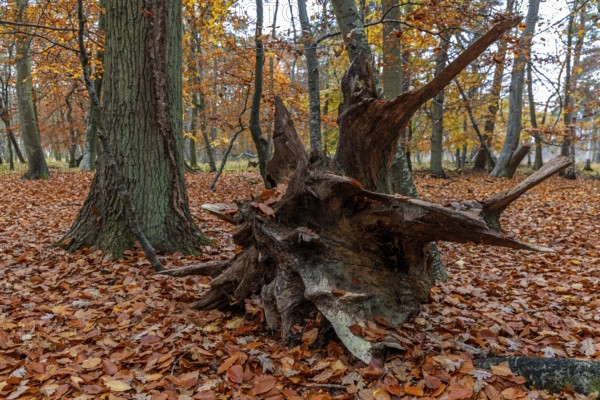 Autumn forest, autumn-colored trees, old tree stump, Easter forest, Zingst, Fischland-Darß-Zingst, Western Pomerania Lagoon Area National Park, Mecklenburg-Western Pomerania, Germany