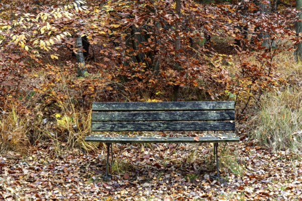 Old wooden bench stands in autumn forest, Osterwald, Zingst, Fischland-Darß-Zingst, Western Pomerania Lagoon Area National Park, Mecklenburg-Western Pomerania, Germany