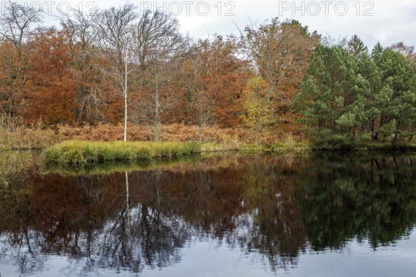 Autumn forest, autumn-colored trees reflected in the water, Osterwald, Zingst, Fischland-Darß-Zingst, Western Pomerania Lagoon Area National Park, Mecklenburg-Western Pomerania, Germany