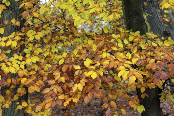 Autumn leaves, Osterwald, Zingst, Fischland-Darß-Zingst, Western Pomerania Lagoon Area National Park, Mecklenburg-Western Pomerania, Germany