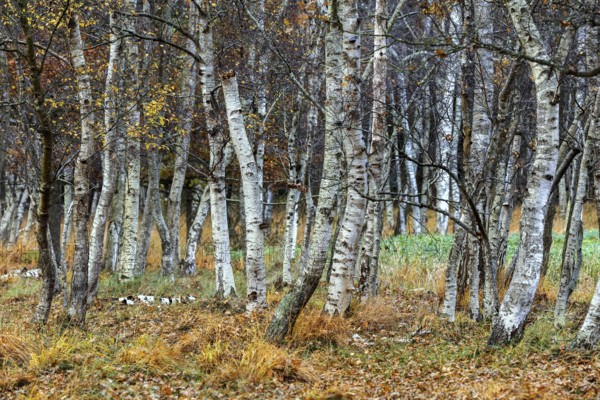 Birch forest, autumn coloured birch trees (Betula), Osterwald, Zingst, Fischland-Darß-Zingst, National Park Vorpommersche Boddenlandschaft, Mecklenburg-Vorpommern, Germany