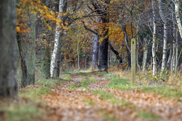 Deer (Cervidae) standing on a forest path, Osterwald, Zingst, Fischland-Darß-Zingst, Western Pomerania Lagoon National Park, Mecklenburg-Western Pomerania, Germany