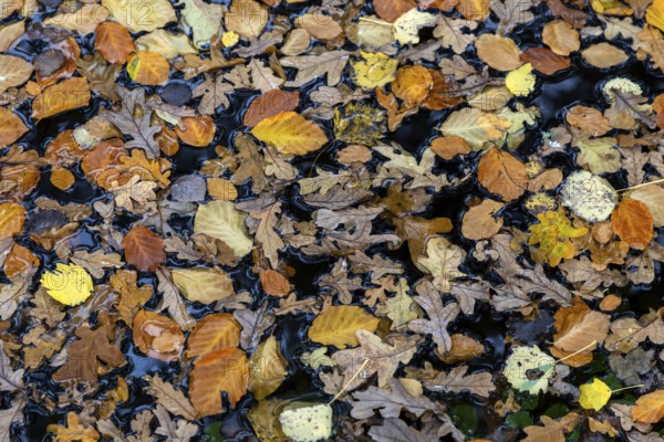 Autumn leaves, autumn-colored leaves floating on moor water, Osterwald, Zingst, Fischland-Darß-Zingst, Western Pomerania Lagoon Area National Park, Mecklenburg-Western Pomerania, Germany