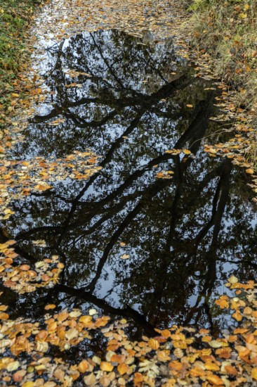 Trees reflect in moor water, autumn leaves swim on moor water, Osterwald, Zingst, Fischland-Darß-Zingst, Western Pomerania Lagoon Area National Park, Mecklenburg-Western Pomerania, Germany