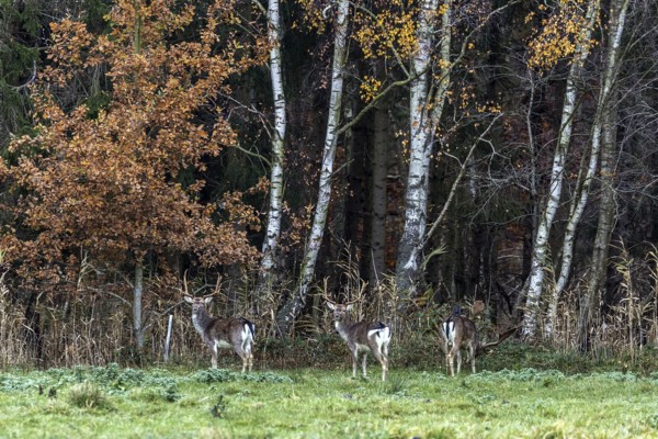 Deer (Cervidae) standing at the edge of the forest in front of birch trees, Osterwald, Zingst, Fischland-Darß-Zingst, Western Pomerania Lagoon National Park, Mecklenburg-Western Pomerania, Germany